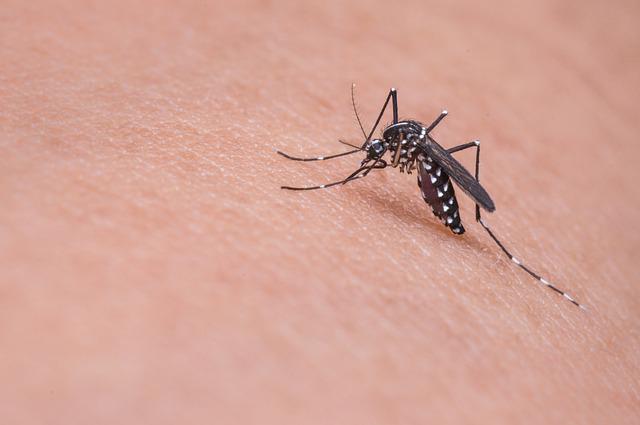Sposoby na ukąszenie komara